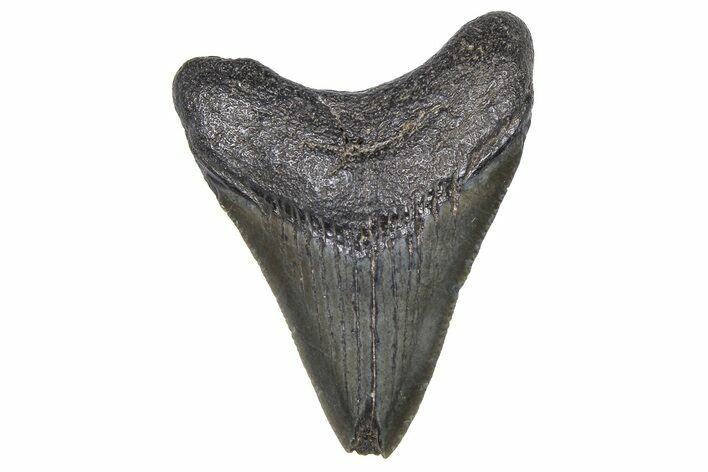 Juvenile Megalodon Tooth - South Carolina #359028